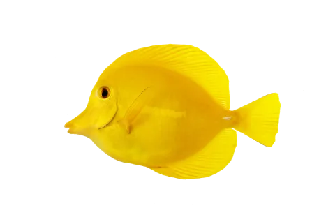 Fish graphic